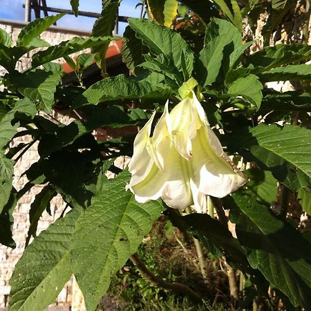 Agriturismo La Rocca Di Perti Finale Ligure Kültér fotó