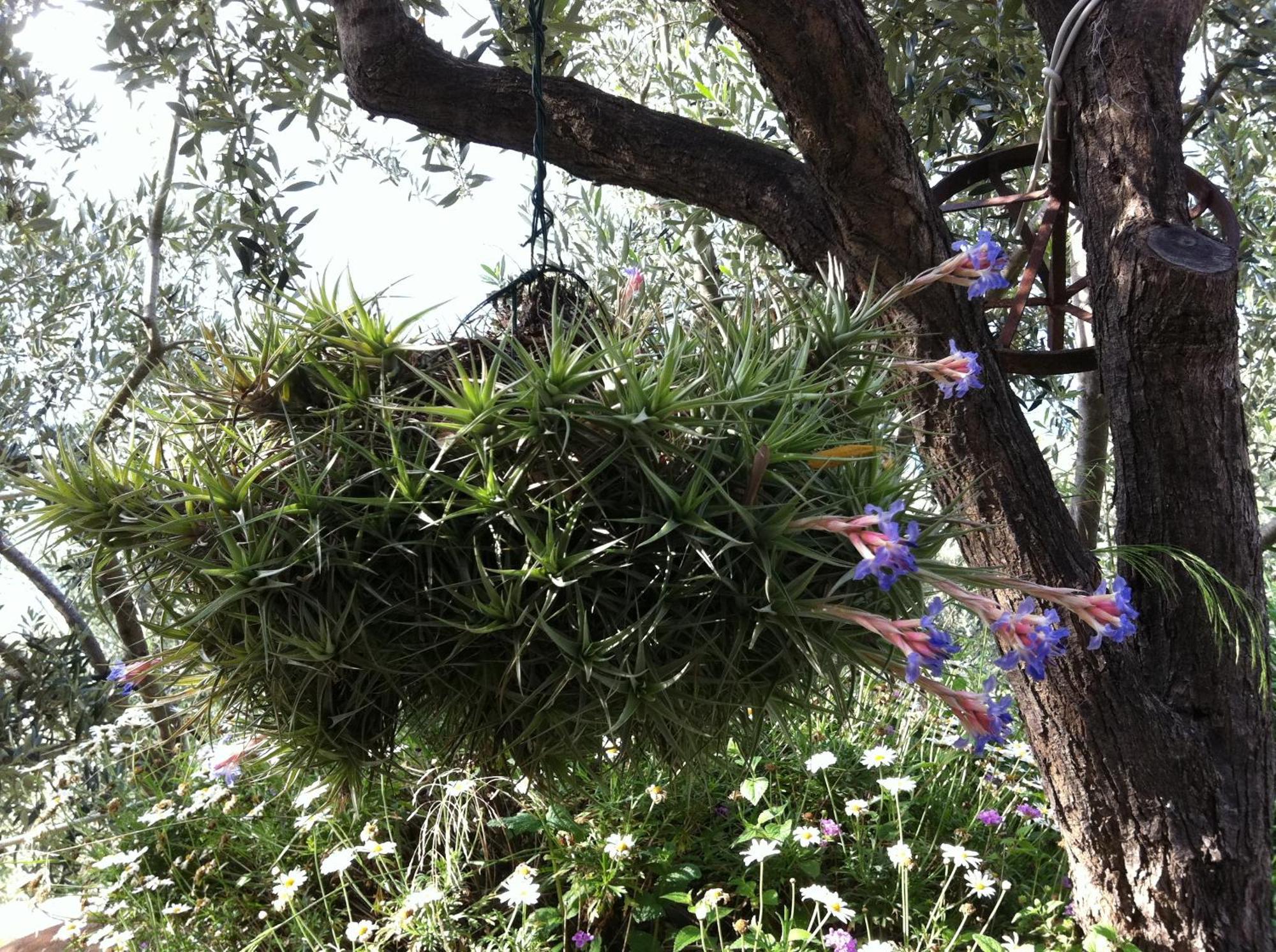 Agriturismo La Rocca Di Perti Finale Ligure Kültér fotó